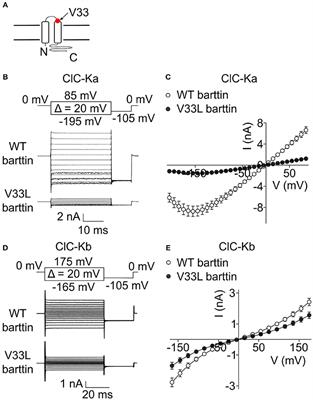 Reduced Membrane Insertion of CLC-K by V33L Barttin Results in Loss of Hearing, but Leaves Kidney Function Intact